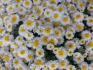 Fresh Chamomile flowers, nature background.