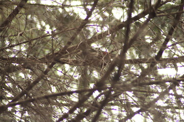 Great spotted Woodpecker (Dendrocopos major) in a branches of a tree 