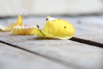 Golden autumn leaves. Autumn background.