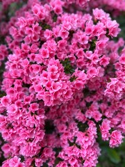 Dense Cluster of Vibrant Fuchsia Pink Azalea Flowers
