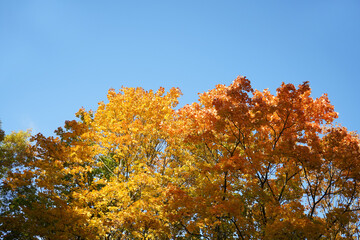 Autumn  yellow  bright golden trees in the garden, forest, park.