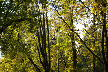 Naklejka premium Autumn yellow bright golden trees in the garden, forest, park.
