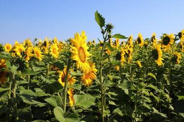 Obraz premium Bright yellow sunflowers against a blue sky. Sunflower field waiting for harvest, field crops for oil production. Concept of a good harvest, world food crisis.