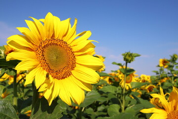 Bright yellow sunflowers against a blue sky. Sunflower field waiting for harvest, field crops for oil production. Concept of a good harvest, world food crisis.