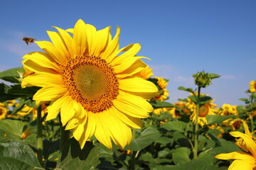 Fototapeta premium Bright yellow sunflowers against a blue sky. Sunflower field waiting for harvest, field crops for oil production. Concept of a good harvest, world food crisis.