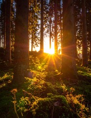 Golden sunlight streams through a dense forest (2)