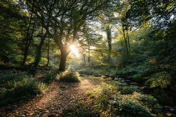 Obraz premium Sunlight streaming through trees in a peaceful forest near a gentle stream during autumn