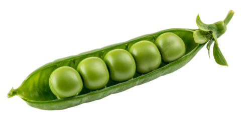 Fresh green pea pod with visible peas inside, Organic pea pod isolated for vegetarian food concept