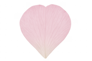Pink heart shaped petal on transparent background