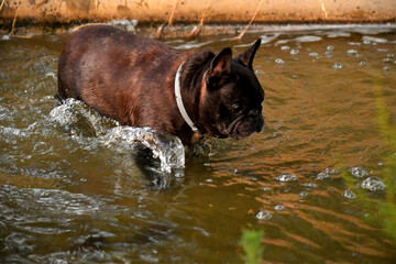 A French Bulldog after jumping into the water walks through it generating movement in it. Daylight