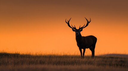 Majestic stag silhouetted against a fiery sunset sky