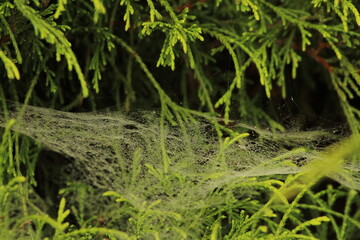 Obraz premium A close up of a spider web covered in dew isolated on a blurred, natural background. Beautiful abstract spider web background wallpaper.
