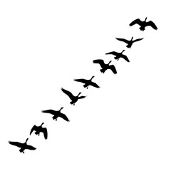 Flock of Geese Flying in Formation Silhouette.