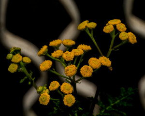 blooming tansy (Tanacetum vulgare) with vibrant yellow composite flowers. The background features soft, abstract white waves on black, enhancing the contrast and giving a modern botanical look