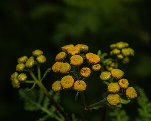 blooming tansy (Tanacetum vulgare) with vibrant yellow composite flowers. The background features soft, abstract white waves on black, enhancing the contrast and giving a modern botanical look