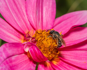 hoverfly resting on a vibrant pink dahlia bloom. The image highlights the insect's mimicry of bees and its role in flower pollination. Rich in texture and contrast