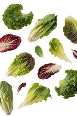 Assorted Lettuce and Radicchio Leaves isolated on a transparent background