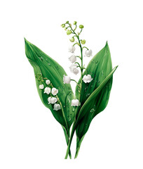 Watercolor lily of the valley with large white flowers and green leaves, isolated on white