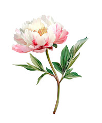 Watercolor pink and white peony flower with leaves, elegant botanical illustration isolated on white