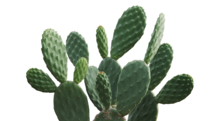 Prickly Pear Cactus Plant isolated on a transparent background