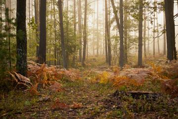 mgła,jesień,las  © Marcin Łazarczyk