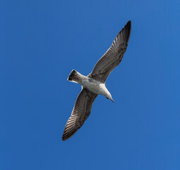 seagull in flight, Seagull soaring high with wings spread against a dramatic blue sky with white clouds. Represents freedom, nature, and wildlife.