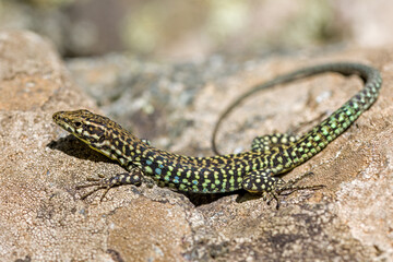 Obraz premium close-up side view of a green-brown Tyrrhenian wall lizard on a rock in sunlight