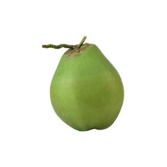 realistic Green  Coconut Fruit