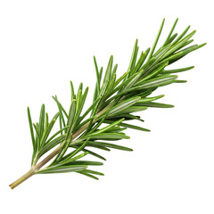 Fototapeta premium Fresh rosemary sprig for delicious culinary creations,plant,food