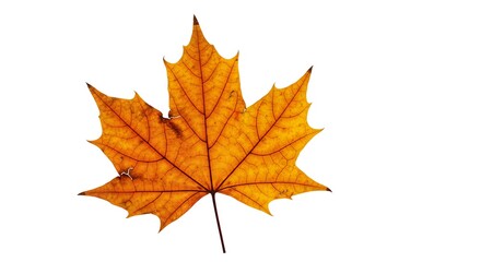 Capture the essence of autumn with this vibrant maple leaf, perfect for seasonal designs, Thanksgiving promotions, and nature-themed creative projects