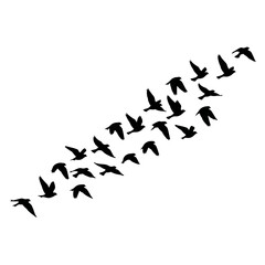 Silhouette of Birds Flying in Formation Against a White Background.