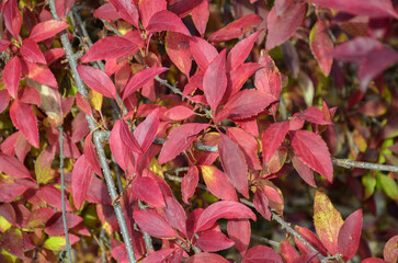 beautiful autumn leaves background. autumn mood