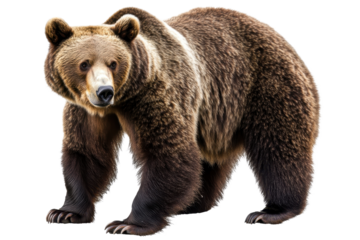 Brown bear standing isolated with transparent background, showcasing its thick fur and strong build, found in forests across North America and Eurasia during daylight hours