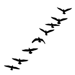 Silhouette of birds flying in formation against a white background. © islak