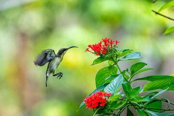 The Loten's sunbird (Cinnyris lotenius), also known as the long-billed sunbird, is a small bird endemic to peninsular India and Sri Lanka.
