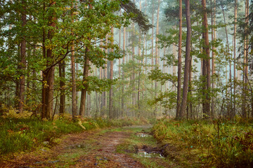 mgła,jesień,leśna droga  © Marcin Łazarczyk