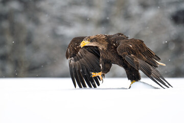 A white-tailed eagle landed in a snowy clearing.