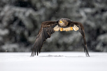 A white-tailed eagle flies over a snowy clearing, where it hits the snow with its wing.