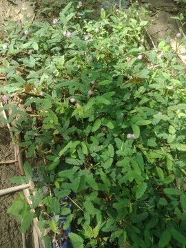 tomato plants in the garden