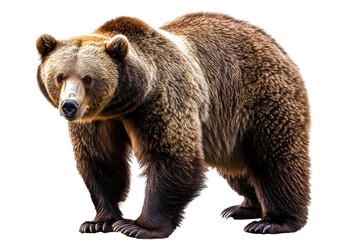 Fototapeta premium Brown bear standing isolated on a transparent background, showcasing its fur texture and strong posture