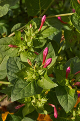 Bright mirabilis flower (Latin Mirabilis jalapa) close-up in a summer garden. The night beauty, or Mirabilis laxative, is the type species of the genus Mirabilis of the family Nictaginaceae.