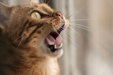 A surprised Bengal cat looks up