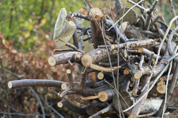 A pile of sawn deadwood in the wilderness. A tattered man's sunhat hangs from one of the branches.
