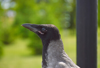 A close-up side view of a grey crow with its beak closed. The bird looks at the photographer with a dangerous expression.