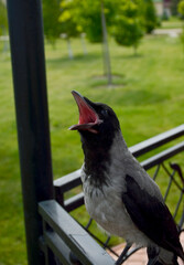 A grey crow sits on an iron railing, its beak open in thirst. The bird is tormented by thirst on a hot summer day. Animal welfare