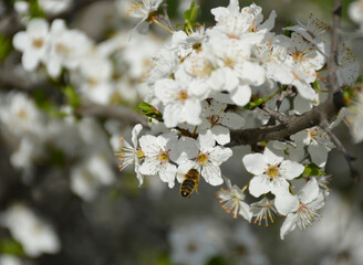 Selective focus of beautiful branches of white cherry blossoms on a tree under a blue sky. the bee pollinates the flower of the future berry. pollen and nectar collected on the paws of an insect