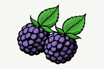 A ripe blackberry and raspberry vector illustration with leaves on a bush are a sweet and healthy summer fruit