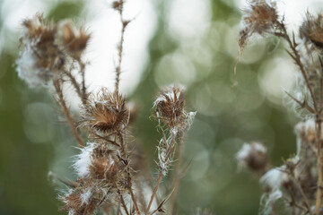 Dried thistle flower with white fluff on a blurred natural background. Copy space.