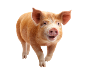 PNG file A charming pig is running and smiling with a lovely expression on transparent background PNG
