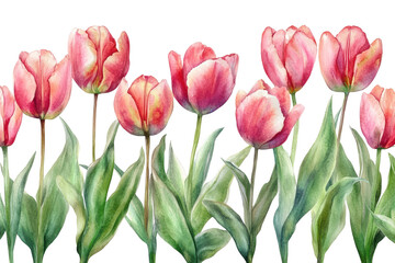 Fototapeta premium Vibrant tulip border showcasing shades of pink and red in a watercolor style with lush green leaves